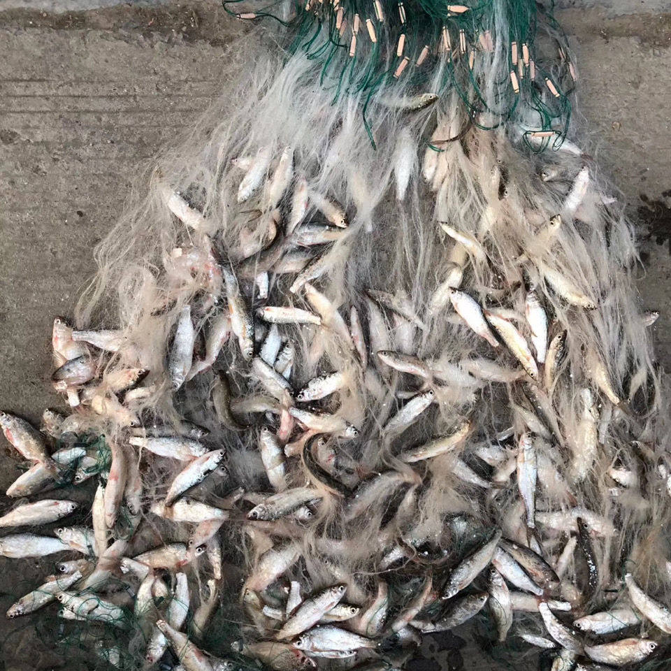 Three-layer sinking net single-layer floating net fishing net sticky net wire mesh hanging sub-fishnet fishing net crucian carp silver carp white striped net dip