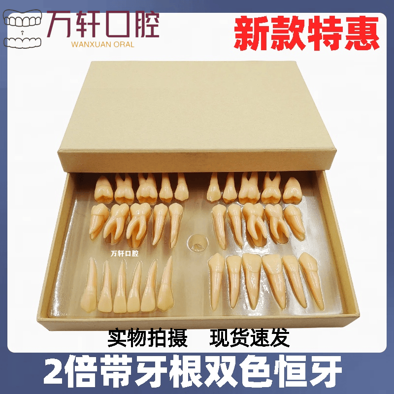 牙科2倍32颗雕牙双色恒牙离体牙模型 立体离体牙教学模型特价包邮
