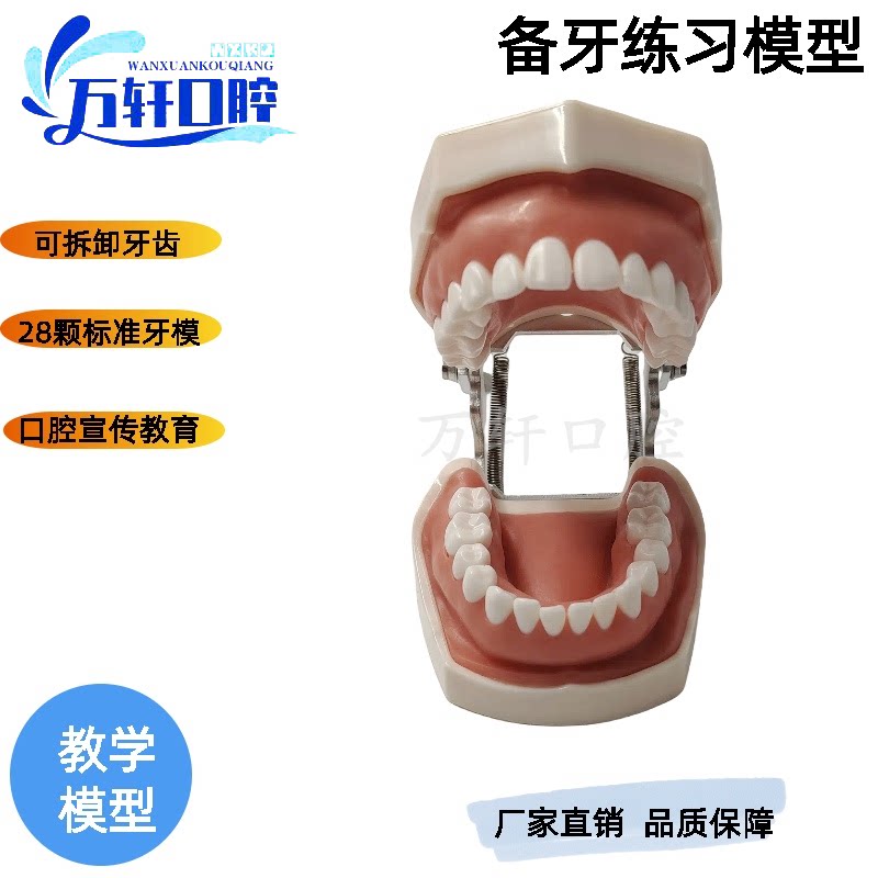牙齿模型  口腔牙科模具医生练习考试树脂缝颗拆卸离体标准假备牙