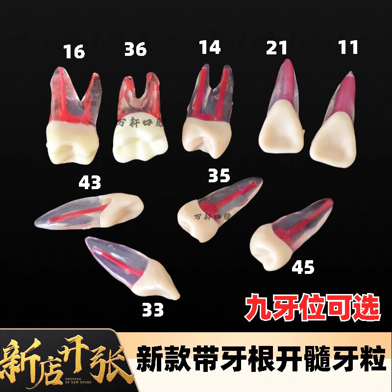 牙科 牙医考试练习开髓牙粒 带牙根髓腔根管牙粒 练习制备窝洞