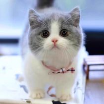 Purebred British short blue and white cat live blue and white British short cat kitten short-footed cat small milk cat live animal pet cat base
