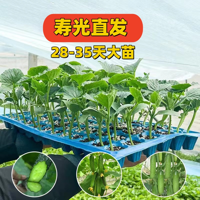 苦瓜书盘官网：一本好书的智能伴侣
