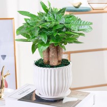 Hair Treasure Tree Potted Plant Easy Living Plant Indoor Living Room Green Planting Small Bonsai All Season Evergreen Office Potted Flowers