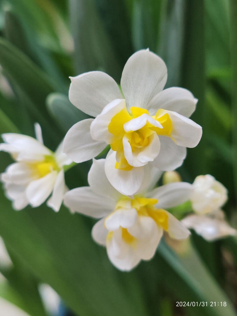 漳州圆山正宗水仙花基地
