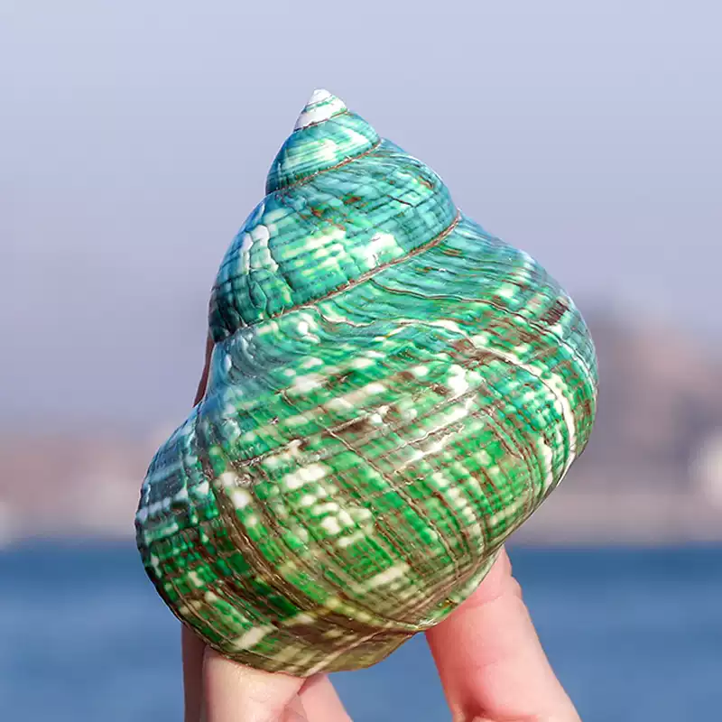 帝王蠑螺天然海螺魚缸造景綠螺家居擺飾寄居蟹換殼海螺