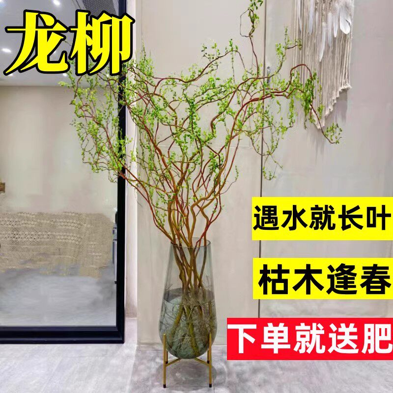龙柳鲜枝水培植物：室内绿植界的清新贵妇，如何让它绽放你的家居生活?-水生植物-淘宝百科网