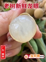 Cantonese tearborn dragon eye stone stone stone KIP gui round 3 5 10 catfish now remove Orchard Straight