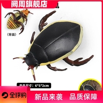 Simulated insect dragon louse model black shell insect toy animal water turtle insect water turtle Zelao childrens cognitive ornaments