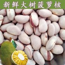Fresh big tree jackfruit core seeds fresh fruit core jackfruit seeds 500g jackfruit dried bract seeds