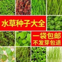 Four seasons speed into water grass seed water family fish tank building living freshwater plant small pair of leafy beef grass grass seed real grass