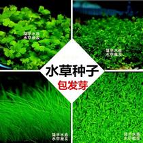 Water-grass seed-hole mini-cow wool fish tank Crown water grass seed mousse oxygenation Scape Sloth Seed seed