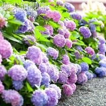 Embroidered ball 17539 flowers seed seedless with summer embroidered ball all season to sow more than 29 open pelvic room