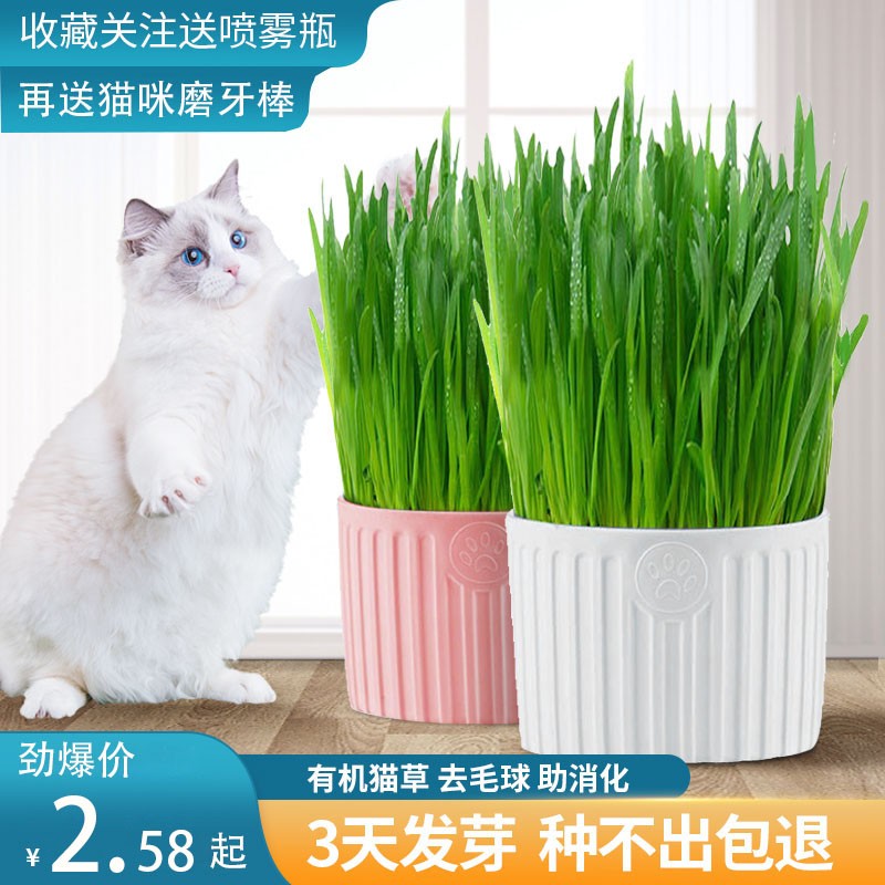 Cat grass catnip potted lazy planting seeds kitten grass grain cat tooth cleaning supplies herbal hair ball snacks