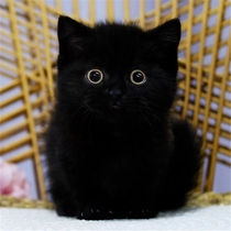 Bombay Cat Little Black Panther Purebred Black Cat Live Kitten Pure Black Cat Black Cat Black Briquettes Live Animal Kitten Domestic Cat