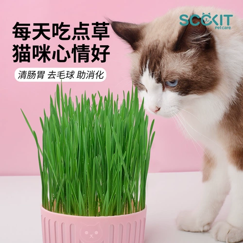 Кошачья трава выращивается сами, кошачья горшка, ленивый