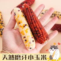 Hamster molar snacks corn cobs specializes in chewing cage rats rat molar snacks golden bears rabbits intestinal health and teeth molars