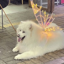 Dog butterfly wings electric light can incite chest around neck ring decoration without traction rope 2024 new models