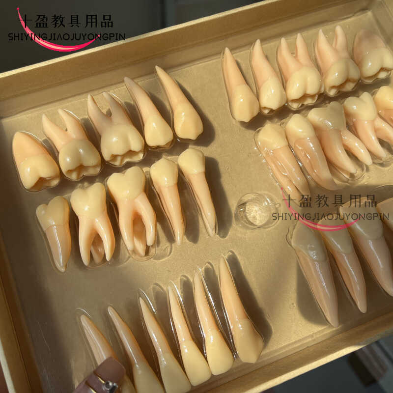 2.5倍牙体形态模型牙科雕牙指导离体牙颌冠 口腔标准牙解剖
