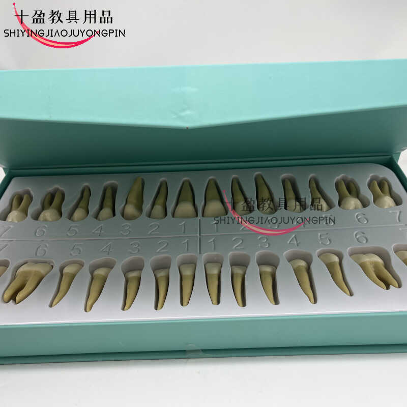 牙科仿真离体牙2.5倍双色恒牙学生认识牙齿 雕牙全口牙齿模型