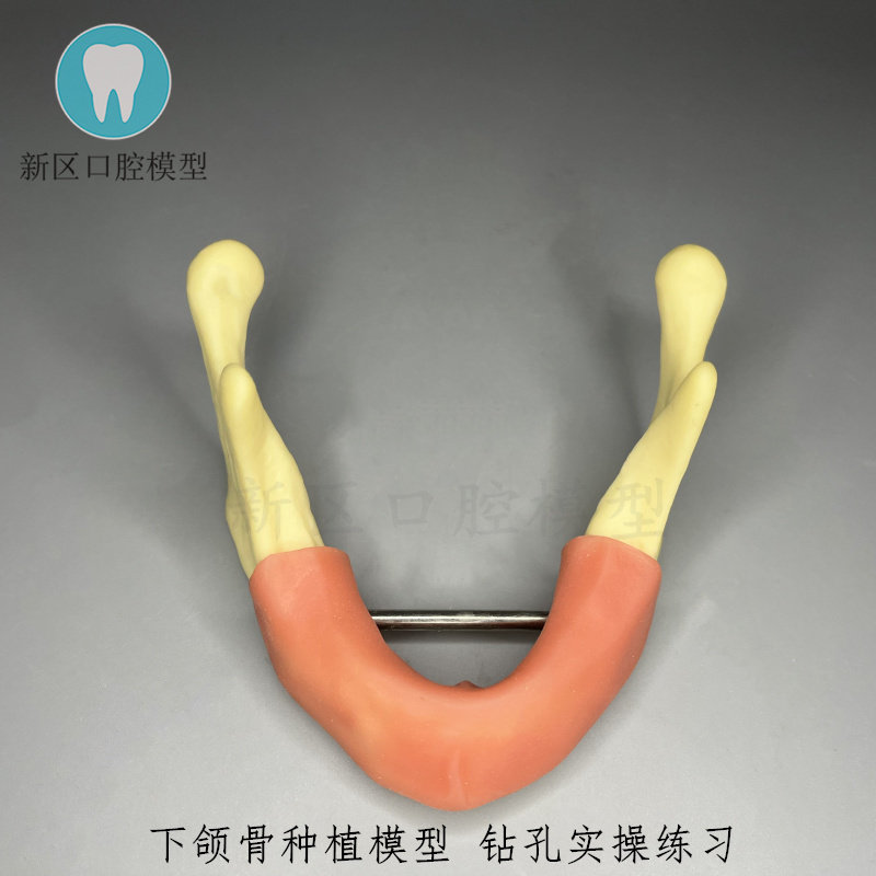 牙科下颌骨种植练习模型 带牙龈 钻孔实操练习 口腔教学种植模型
