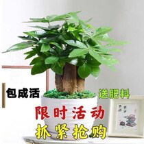 Fortune-making Tree Potted plant Merchants Indoor Living Room Bonsai Green Plant All Season Evergreen Office Table Pendulum of Formaldehyde Plant