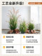 Indoor Window Display High-End Artificial Rabbit Tail Grass, Foxtail Grass, Caterpillar Grass Plant, Atmospheric Decoration, Bionic Fake Plant