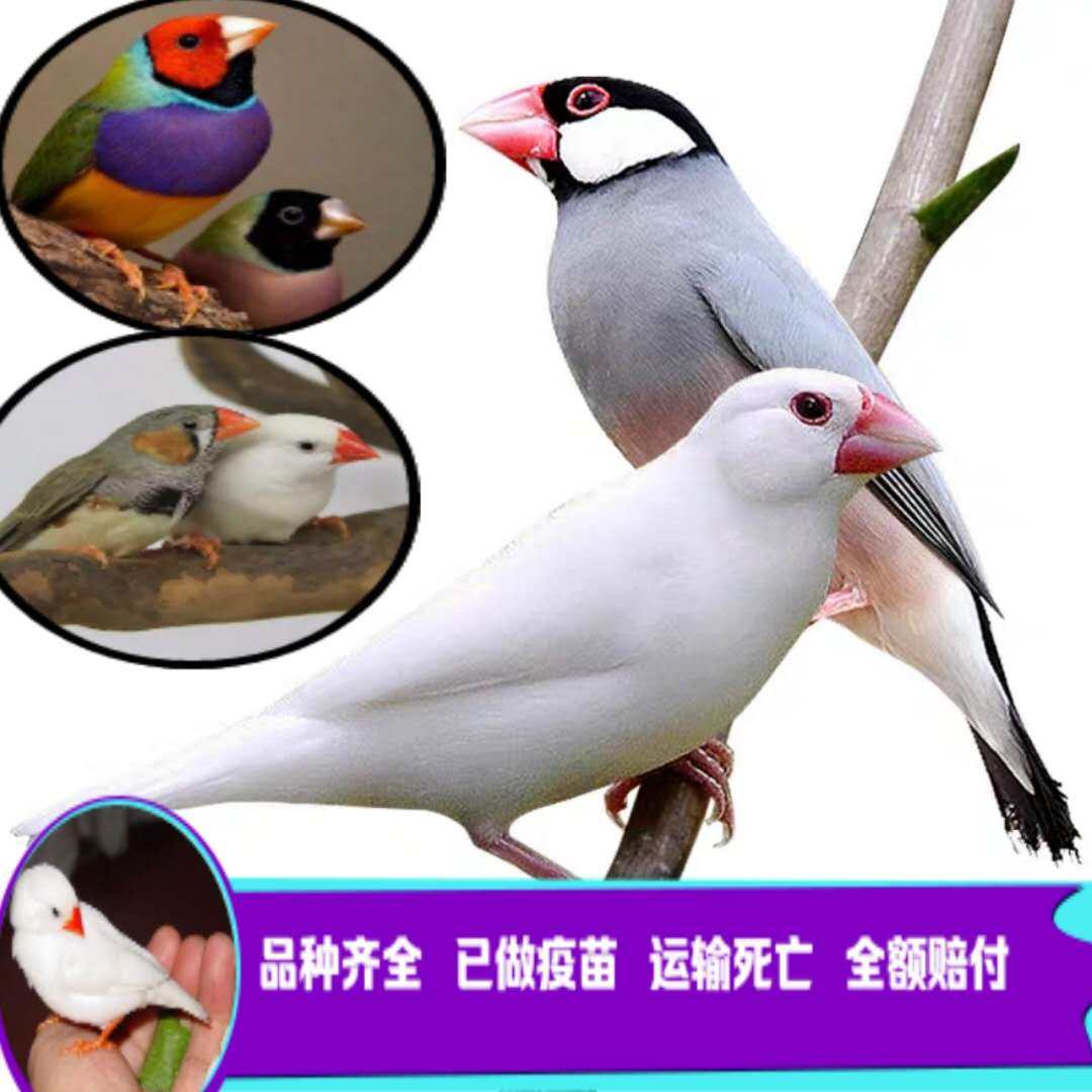 震惊全网!七彩文鸟到底是什么神仙小可爱?养它真的不香吗?💥-鸟-淘宝好物网