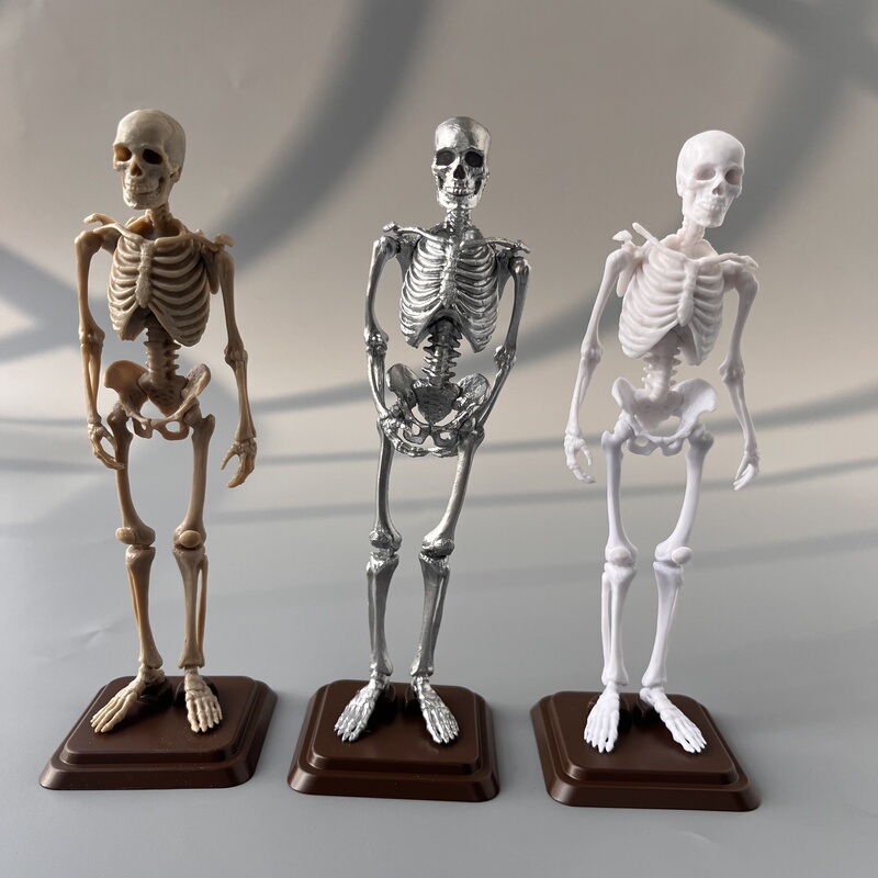 Japanese Version So-Ta Gashapon Museum Human Skeleton Skull Buildable Bone Skeleton Model Skeleton Figure Ornament