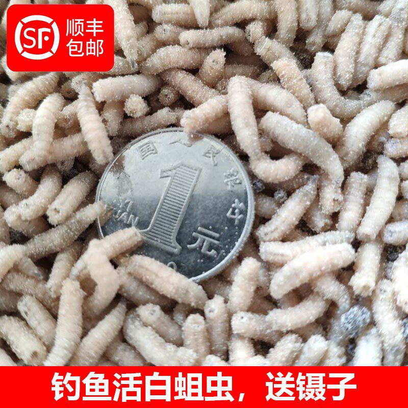 Fresh live maggot crucian carp carp maggots wild fishing whiteworm live maggot tooth white maggots live meat maggots live 