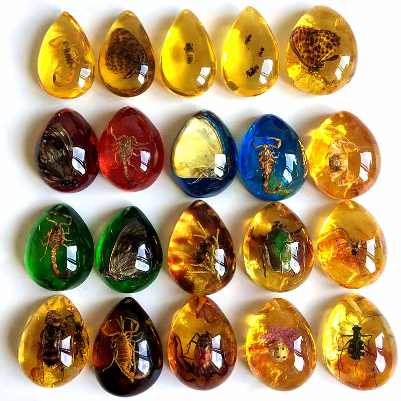 Amber Insect Specimen Scorpion Spider Necklace Butterfly Pendant Knowledge Of Worms Perhara Stone Children Gift Elementary School Textbooks 