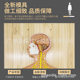 Human Nervous System Model, Brain and Nervous System Anatomy Model, Central Nervous System, Spinal Nerve, Median Nerve