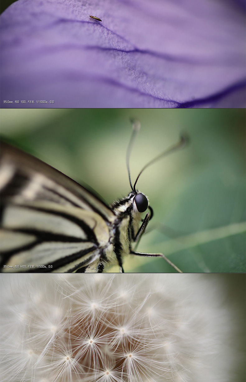 Canon / Canon EF-S 35mm f / 2.8 IS STM Macro Circle Light Cố định ống kính tiêu cự cố định APS-C Half Frame Máy ảnh ống kính Chân dung phong cảnh Still Life IS Anti Shake