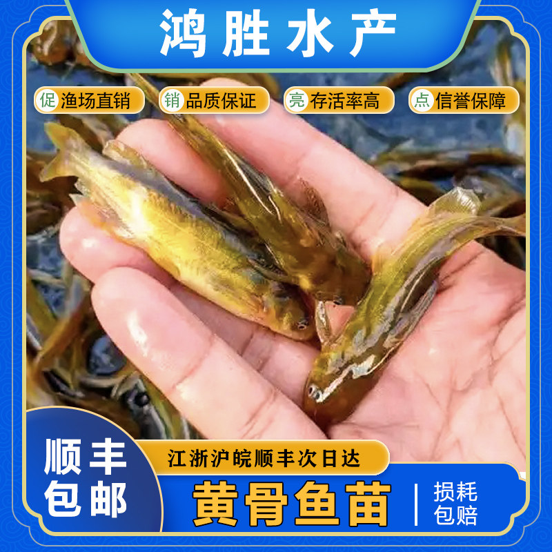 黄颡鱼苗汪丁苗黄辣丁活体淡水养殖黄骨鱼苗昂刺鱼黄鸭叫耐活易养:新手也能轻松养爆缸的“水中黄金”!-鱼苗-淘宝好物网
