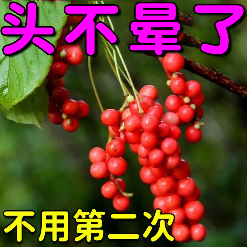 (Dizzy god) dizzy head drowsy for blood deficiency earlstone Vertigo Special Relieves Theiner LJ 