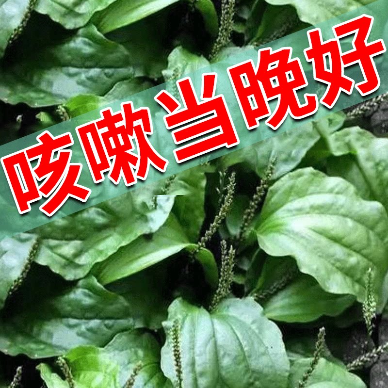 100% Metallurgical) Cough Patch Adult Child Dry Cough Allergic Cough With Fever And Lung Clearing Cough Cough Paste Patch JN 