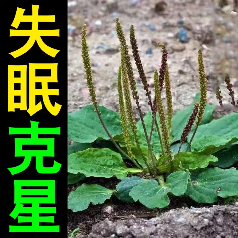 Sleep - sleep - paste fast sleep - sleep - sleep - and Sleep - Anxiety Sleep - helps improve sleep without strong DR