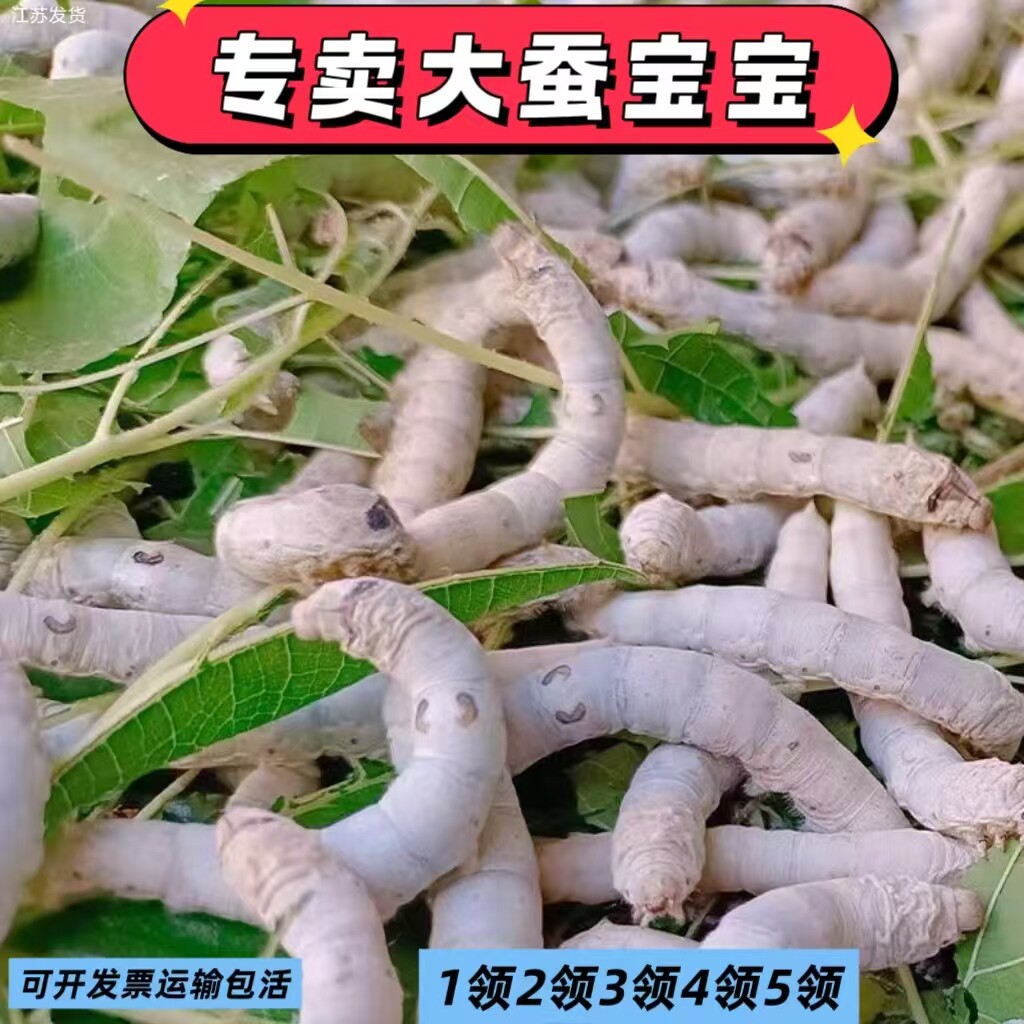 🌱 春季必囤!天然彩色活体幼蚕学生套装,老师的最爱 🌱-蚕宝宝-淘宝好物网