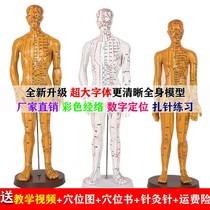 Body Acupoint Meridian Model Human Figure Acupuncture-Moxibustion can Zacupuncture Traditional Chinese Medicine Practice Teaching Whole Body Domestic Small Bronze Man Silicone
