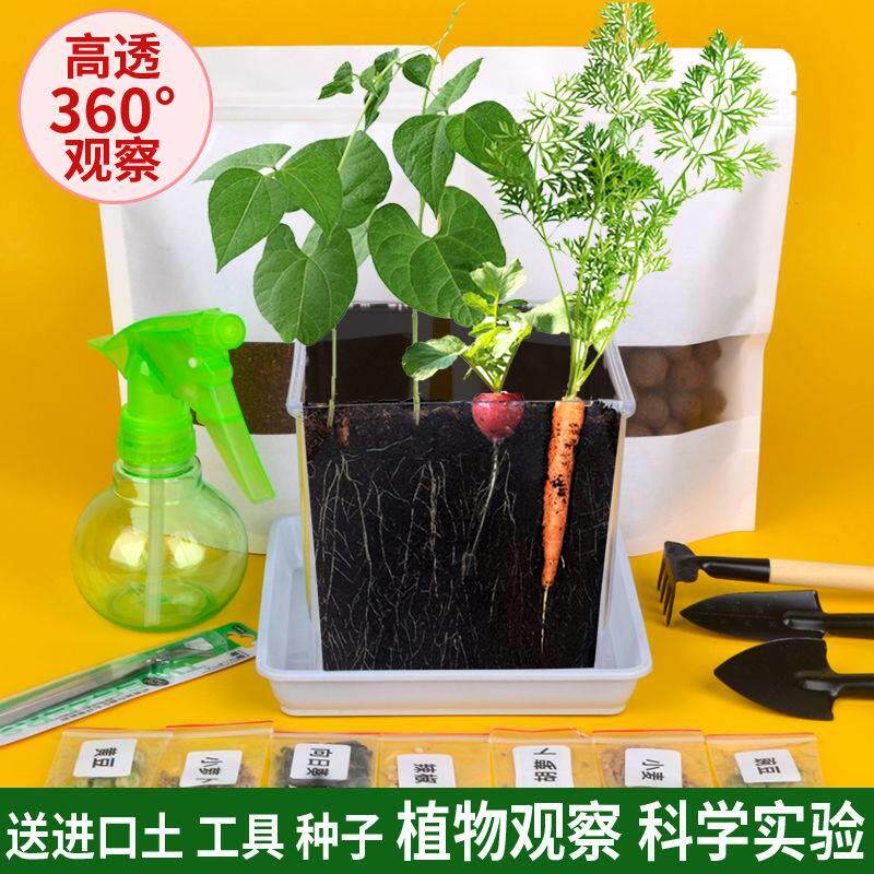 Kindergarten green plants are good for raising slug garden children's transparent plant observation window planting potted seed growth