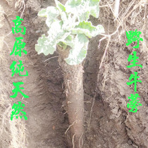 Plateau wild burdock root 500g burdock tea tablets Chinese medicinal material