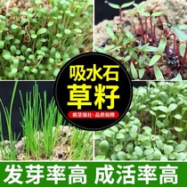 Upper Water Stone Suction Waterstone Grass Seed Potted Miniature Landscape Room Bonsai All Season Evergreen Grass Seed Fake Mountain Plant Epiphyto Grass