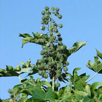 Green castor seeds castor root green castor stem grass castor bean annual herb seeds