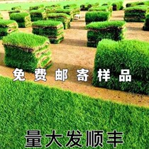 Greens real grass with earth lawn Four seasons Blue Manila Goiling grass Bermuda Cut-up Greening Engineering Villa Courtyard