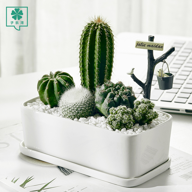 Cactus potted desk surface easy to feed multi-meat plant indoor creativity Green Planted Small Bonsai Balls big