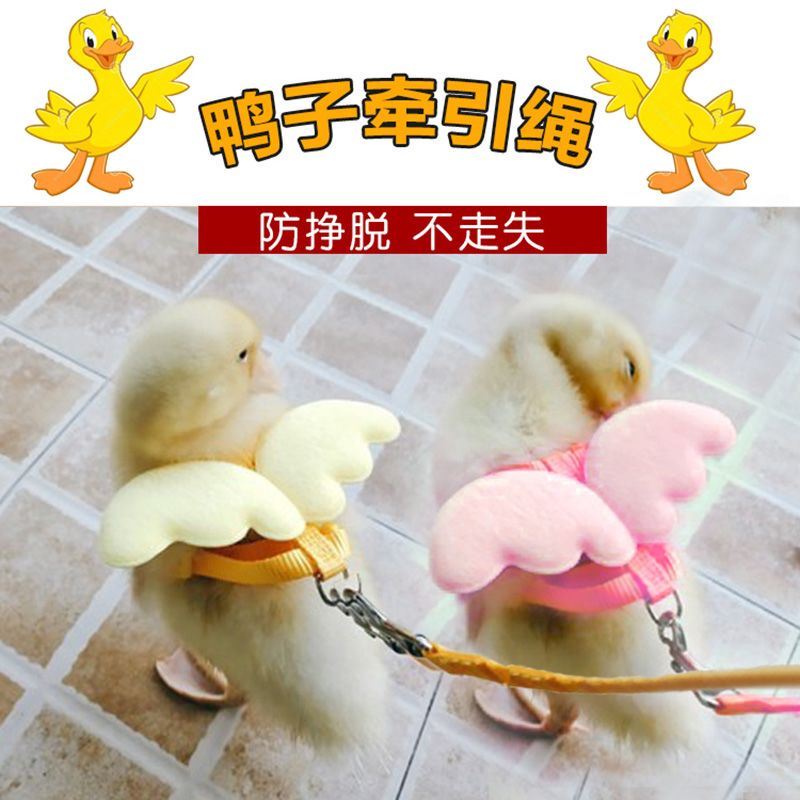 Cole Duck Leash for Walking Ducks, Small Ducks, Chicks, Geese, and Chickens; Specialized Outdoor Supplies for Raising Ducks