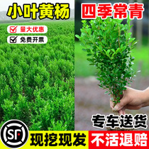 Small-leaf boxwood seedlings melon seeds boxwood ball seedlings courtyard fence greening single-pole boxwood saplings large-leaf boxwood holly seedlings