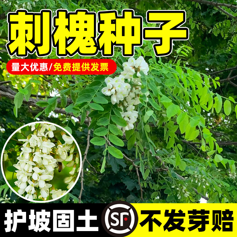 刺槐种子护坡固土草籽草种白花刺槐树香花槐紫穗槐洋槐槐花树种籽:绿化神器+生态修复必备!绿出你的小森林!🌱-家庭园艺种子-淘宝好物网