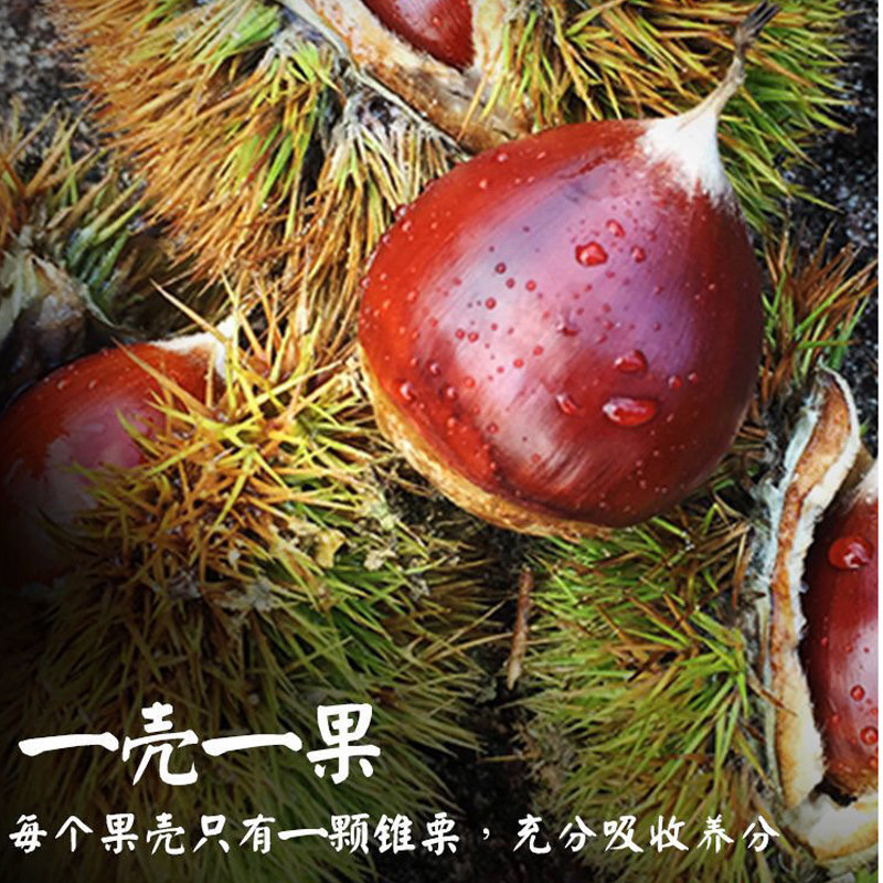 板栗生栗子为何被称为秋冬滋补佳品?如何挑选新鲜的板栗?-新鲜板栗板栗仁-淘宝好物网