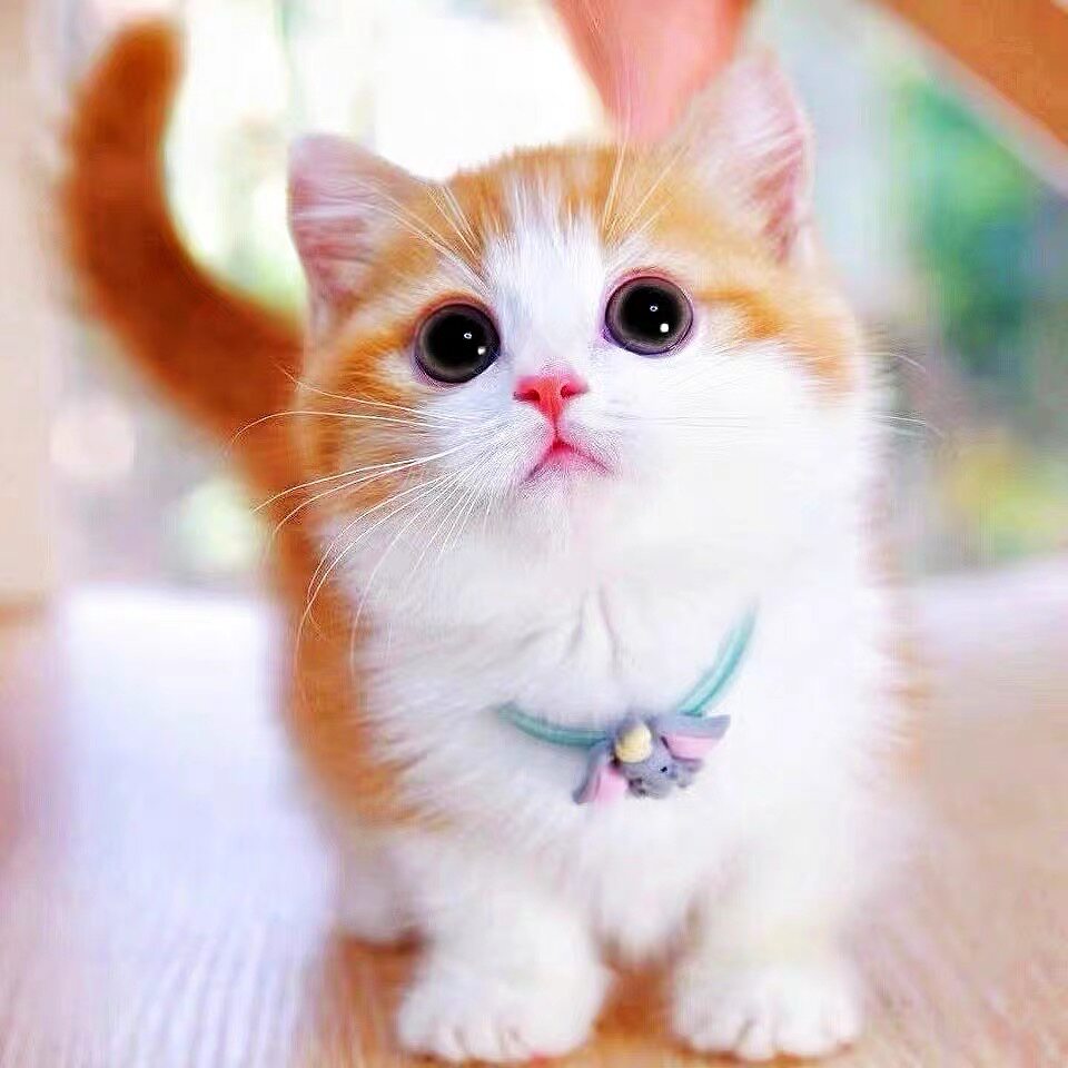 橘猫幼崽中华田园猫狸花猫活体黑白奶牛猫纯黑纯白三花捕鼠猫：萌化你的