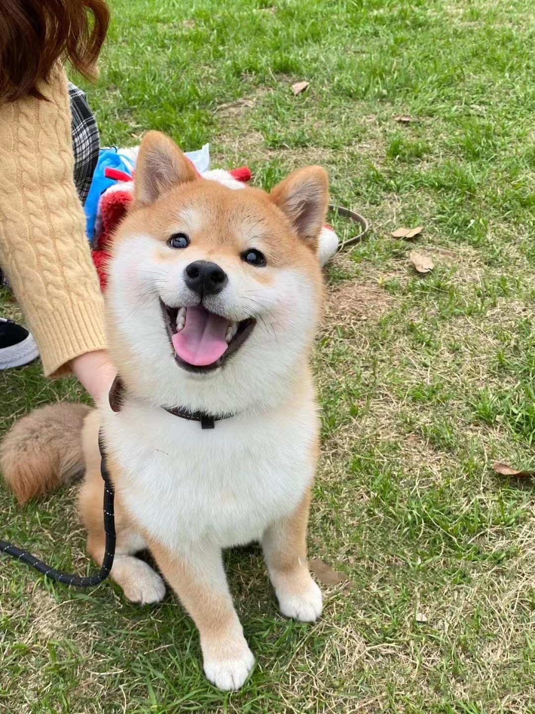 纯种柴犬幼犬：双血统小型犬的日本赤柴黑白柴豆柴秋田犬宠物真狗全攻略-狗狗-淘宝百科网